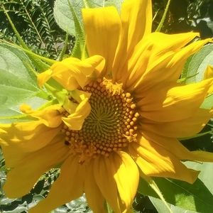 Meet your Posher, Diana